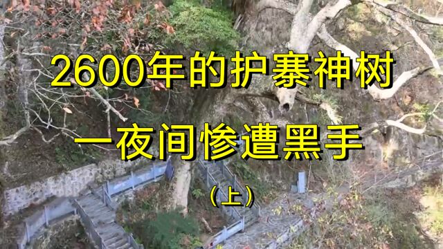 2600余年的护寨神树,价值连城的楠木王,一夜间惨遭黑手.