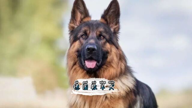 你以为德牧能保护你吗?其实不训练他也是个嘤嘤怪#德牧 #警犬 #护卫犬 #德牧犬 #德牧幼犬.