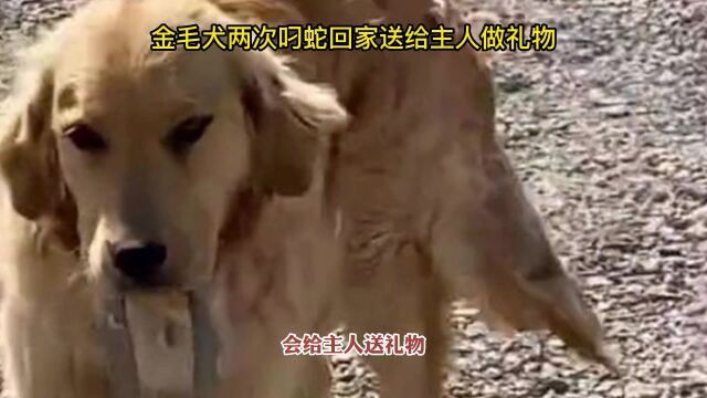 金毛犬两次叼蛇回家送给主人做礼物