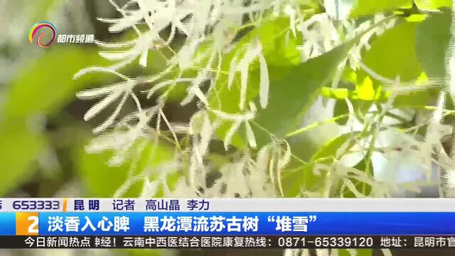 淡香入心脾 黑龙潭流苏古树“堆雪”