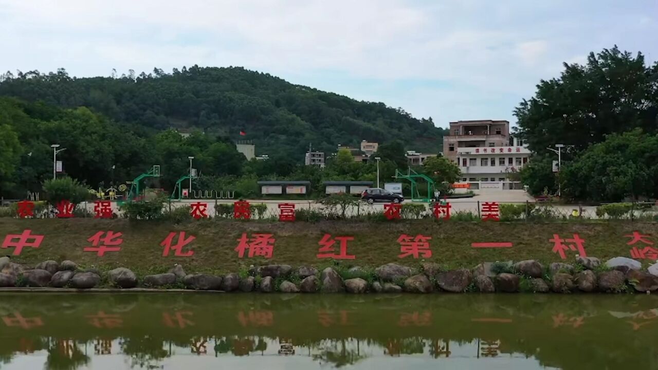 化州平定大岭村大力打造“化橘红”特色品牌,助推乡村振兴