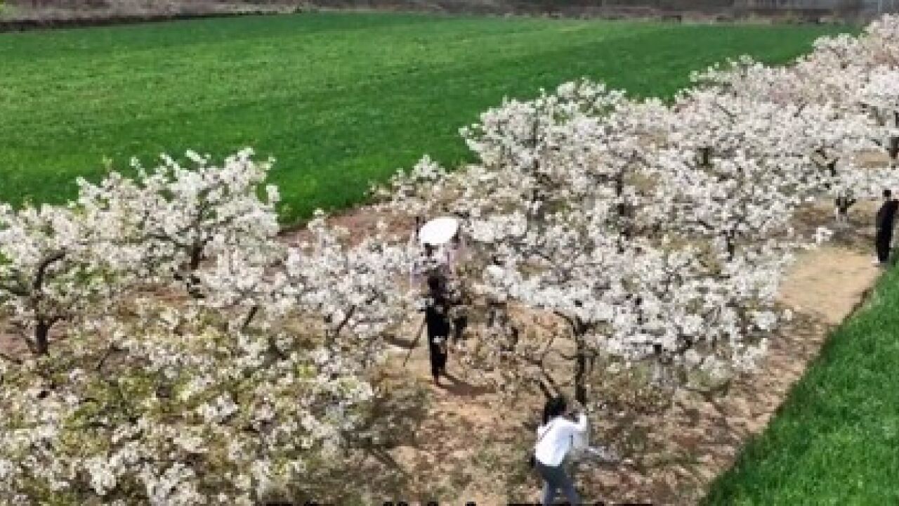 彬州梨花旅游文化节今开幕,现场盛况看过来