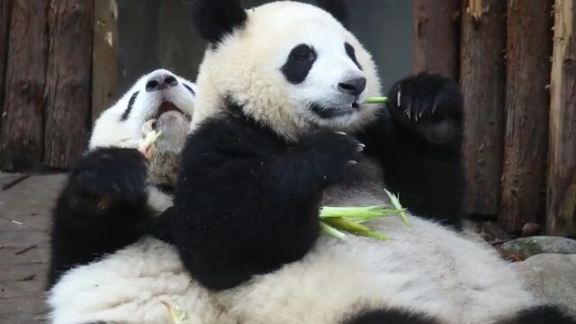 大熊猫和花:我就是要爱着你! 和花牌肉垫,你值得拥有~