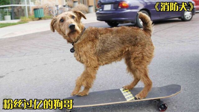 《消防犬》明星狗狗意外坠机,沦落为流浪狗,最终成为消防犬