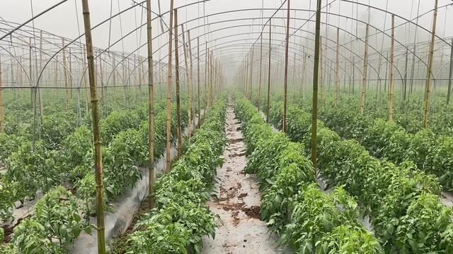 一场大雨后农场一片狼籍,村里人都来帮忙干活,农业的路在何方