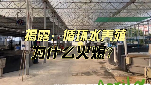 走进循环水养殖:了解它为何成为热门趋势!