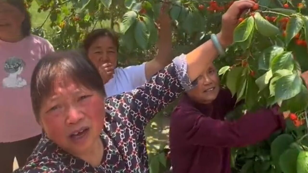 阿姨拍视频邀请大家来吃樱桃,一口下去没忍住被酸破防:溜滴儿酸