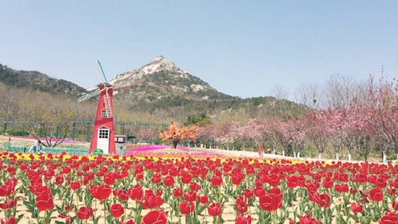 芳菲四月 春游多福山郁金香花海