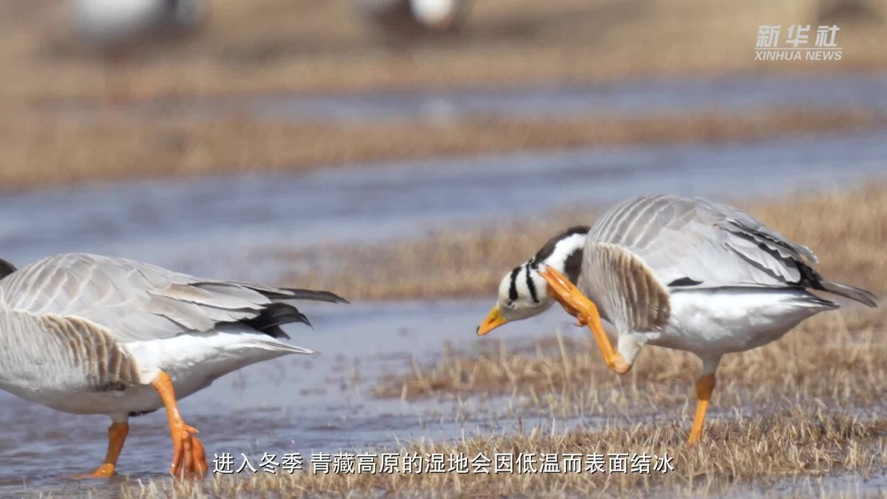 青海祁连:邂逅湿地“精灵”