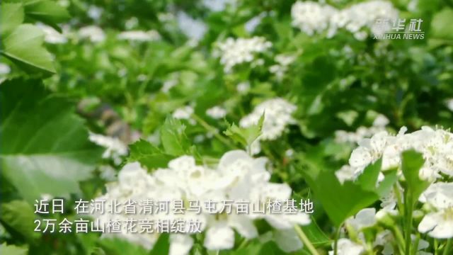 河北清河:山楂花开引客来