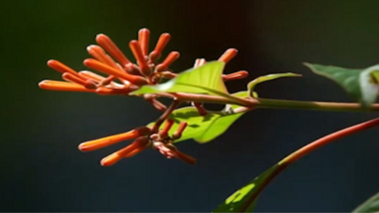 这种橙色小花是当地的常见植物,里面充满花蜜,是蜂鸟的最爱