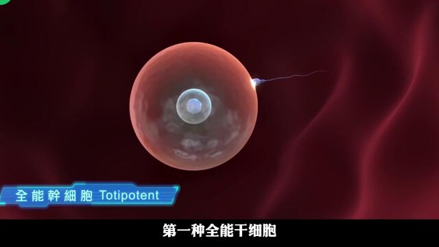 什么是干细胞,不明白的就认真看完资料吧