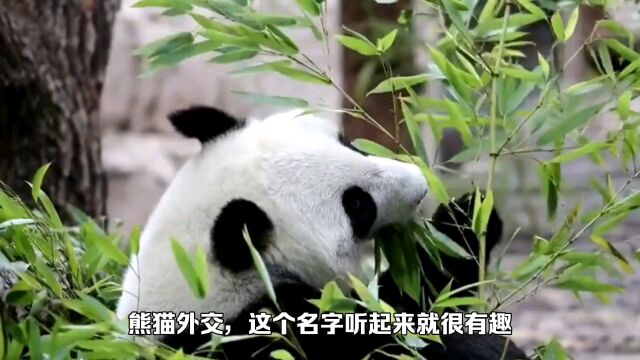 熊猫出国需要给多少钱呢,什么条件可以申请