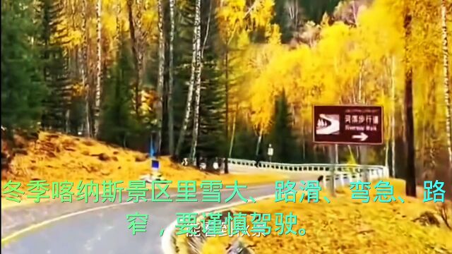 自驾游喀纳斯, 满山尽带黄金甲,一幅动人的秋季风景画,让你留恋