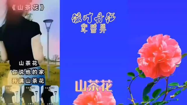 岁寒黄蜂未惊醒,绿叶丹红斗雪开#山茶花#梅兰菊竹若相问,满山丹红斗雪开#红艳如火芬芬馥郁#学习园地:泰山石敢当知多少