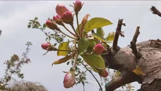 如果用一句话概括雨花斋的话,我认为应当这样回答(04)