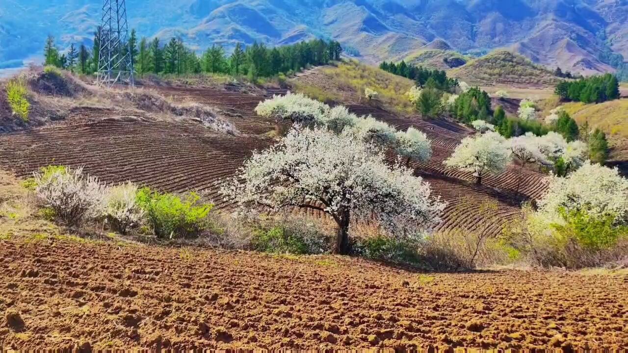 又见梨花开