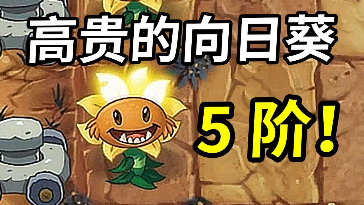 植物大战僵尸2中文版:高贵的5阶向日葵,叶子都是金色的!