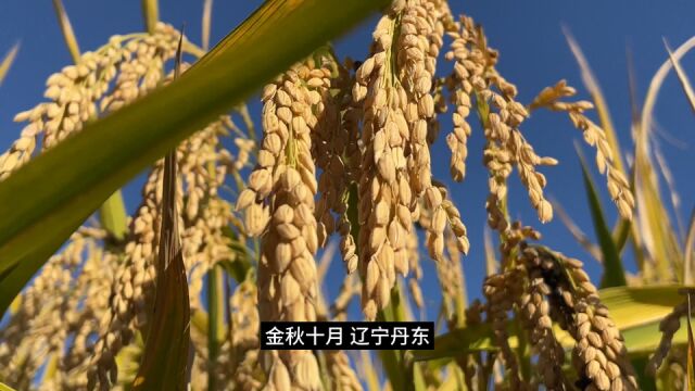 辽宁丹东:挥镰的都得高职称!东港市示范农场试验田秋收太高能,用尺量论株数分点割