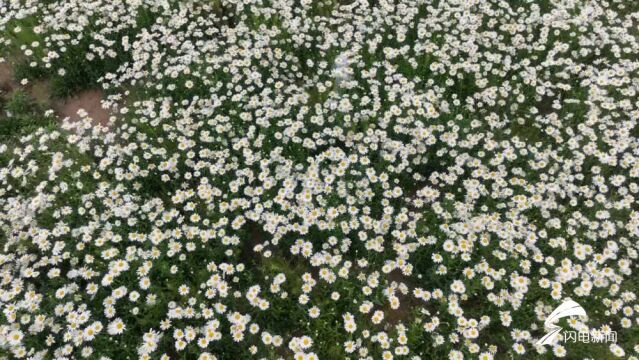 诗画山东丨“雏菊花海”绽放 来菏泽遇见初夏美好