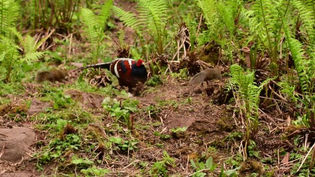 国家一级保护野生动物黑颈长尾雉成双现身云南丽江老君山