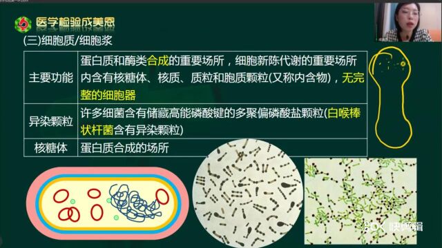 临床微生物检验(细胞质/细胞浆)——医学检验成美恩