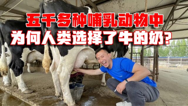 全世界共有5000多种哺乳动物,为何人类只选择了牛的奶?