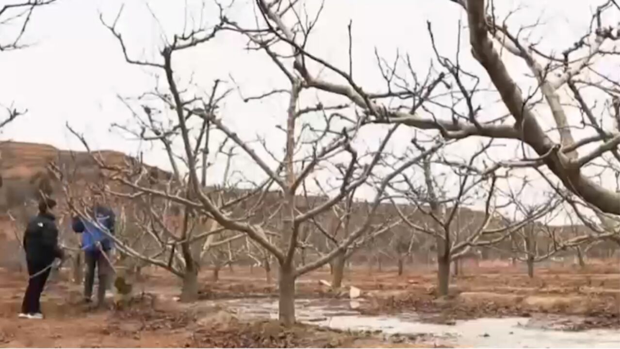 浇地空隙张秀平仍旧忘不了,看看杨景龙的果树修剪情况,发现不足之处便着急地为他指出