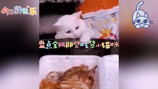 盘点全网吃货喵日常,贪吃的猫咪太可爱了,你们的猫咪也是这样吗