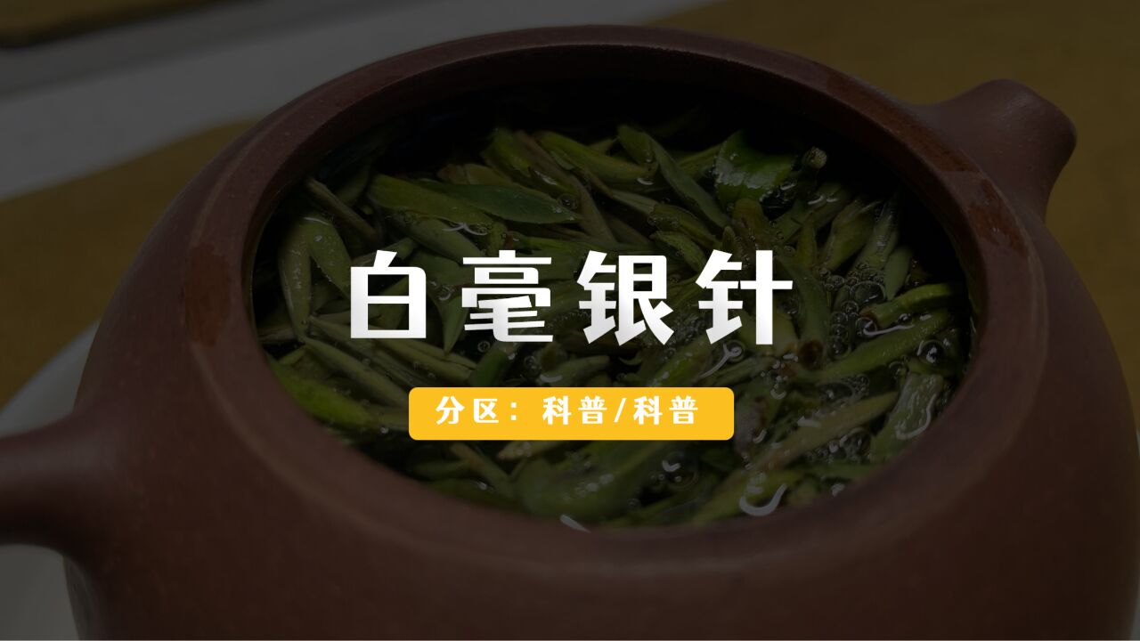 白毫银针的冲泡及品饮要点.