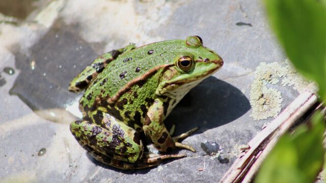 蛙的声音 4 frog sound 4