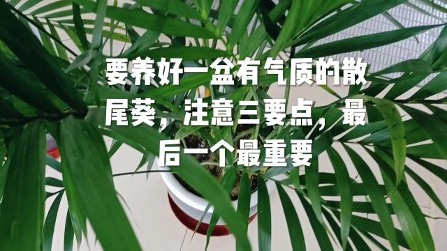 要养好一盆有气质的散尾葵,注意三要点,最后一个最重要