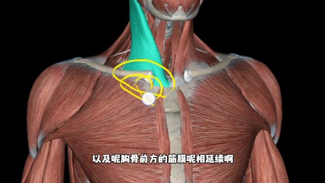 推拿必学解剖,每日一肌,胸锁乳突肌讲解