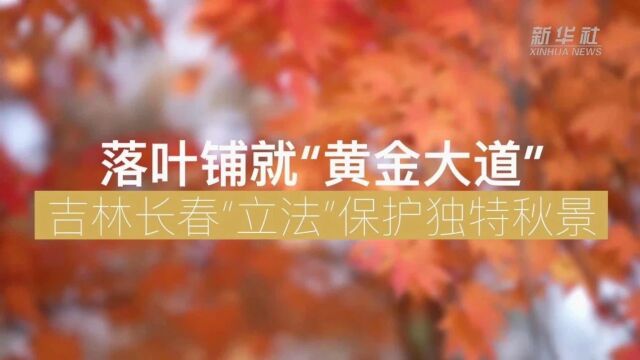 新华社关注长春:落叶铺就“黄金大道” 中国东北让秋景融入城市