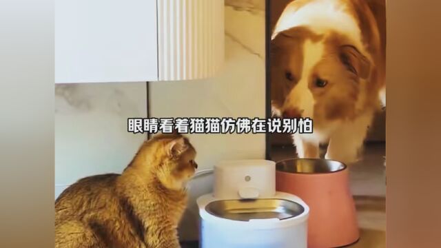 素材来源 好暖心的猫猫狗狗 #天猫双11省学指南