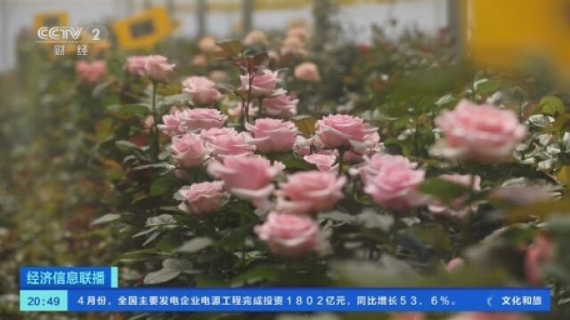 种业“芯片”研发加速 云南花卉品种持续“上新”