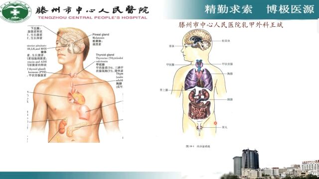 甲状腺的功能和结构