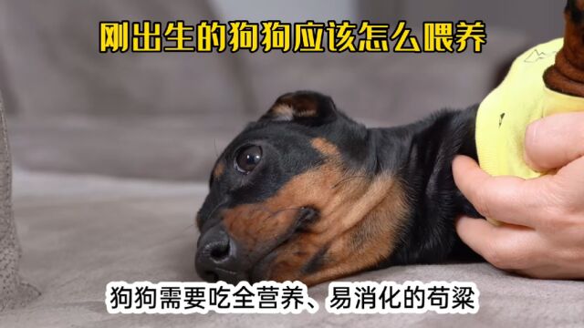 刚出生的狗狗应该怎么喂养