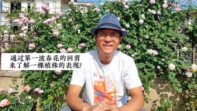 盆栽 #花卉欣赏