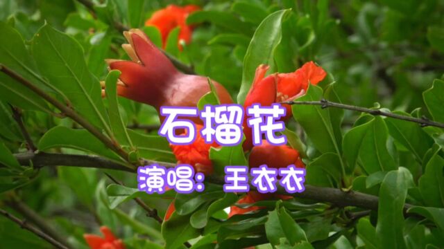 王衣衣演唱的歌曲《石榴花》,请欣赏