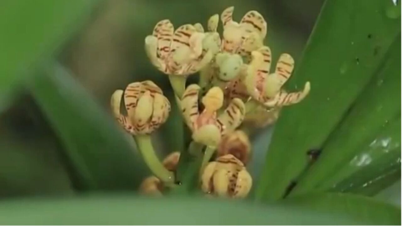 多样生物渐次回归,这些新面孔你认识吗?