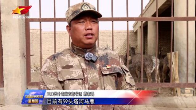 兵团:畜禽养殖为乡村振兴添活力