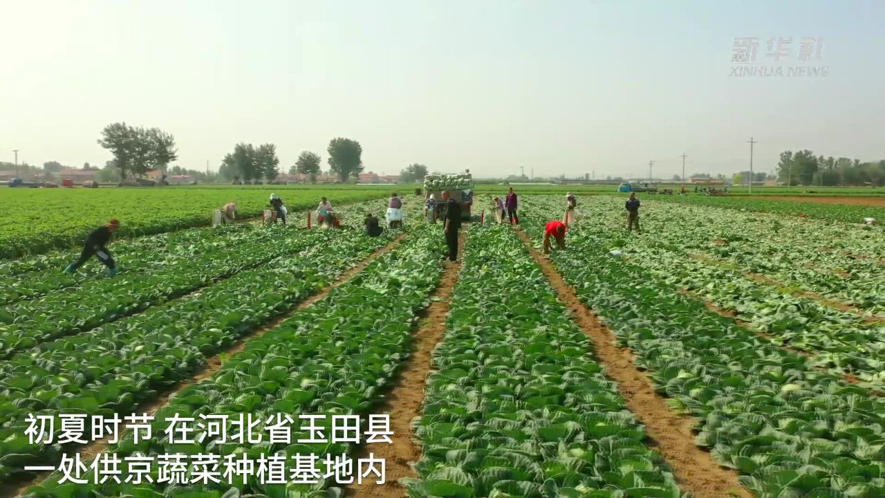 河北玉田:优质蔬菜生产丰富首都“菜篮子”