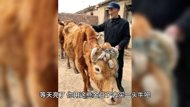 老公鸡与金豆子的民间传说民间故事