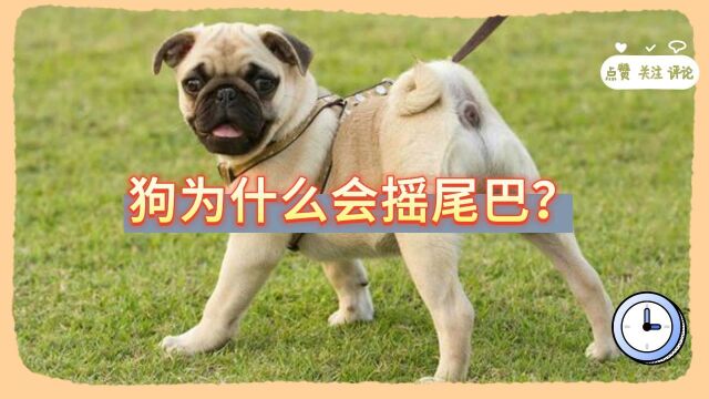 狗为什么会摇尾巴?