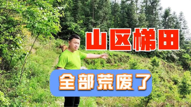 山区梯田荒废了,农民种地养不活家人,还不如打工一个月收入高