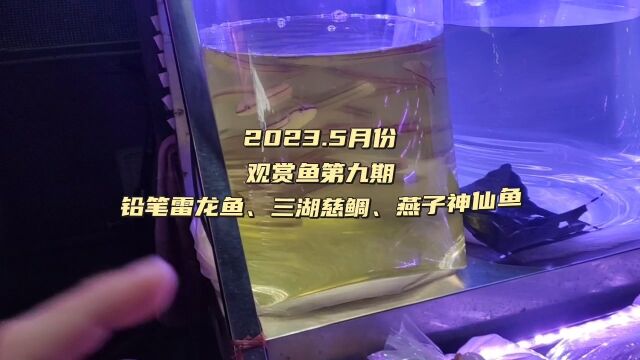 了解广州观赏鱼批发市场,各种鱼价格到底有多便宜?也有三湖慈鲷