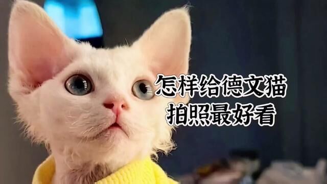 看完视频赶紧试试吧,其实不止是德文猫,每个猫猫这样拍出来都会很好看.#有猫的评论区都在被治愈 #万物加上猫都变得好萌