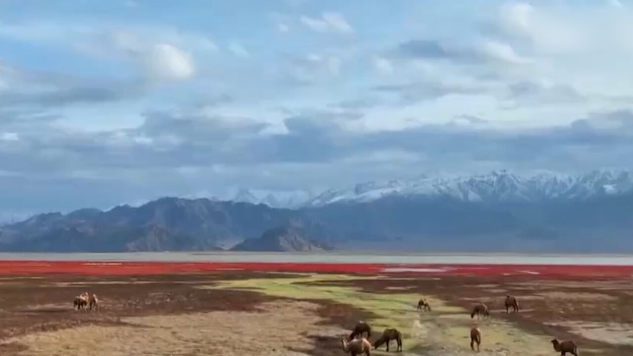 青海:生态向好生物多样 ,湿地保护成效显现