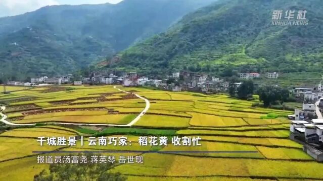 【新华社】千城胜景|云南巧家:稻花黄 收割忙